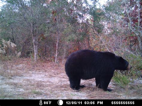 big florida black bear florida sportsman