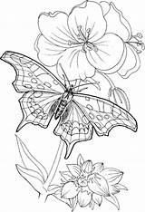 Coloring Pages Adults Butterfly Printable Only Plants Flower Blooming Standing Kids Adult Colouring Drawing Detailed Sheet Coloringsky бабочка Line Characteristic sketch template