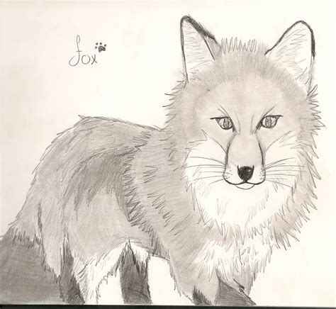 fox drawing  momochan dragoart