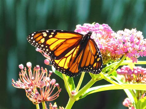 flowers monarch butterflies like monarch butterfly with flowers with