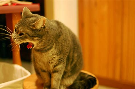 vomiting in cats causes and treatment veterinary hub