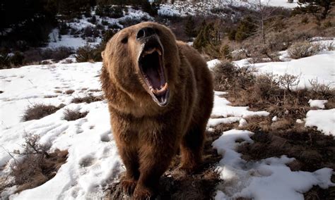 california grizzly bear  extinct   animals