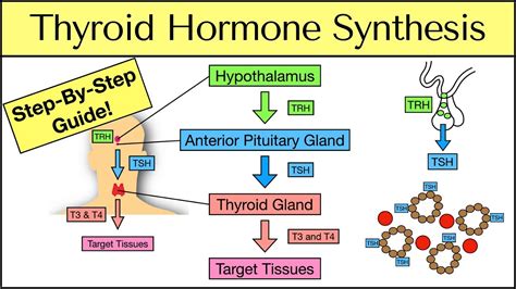 thyroid hormone production
