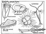 Plankton Zooplankton Ocean sketch template
