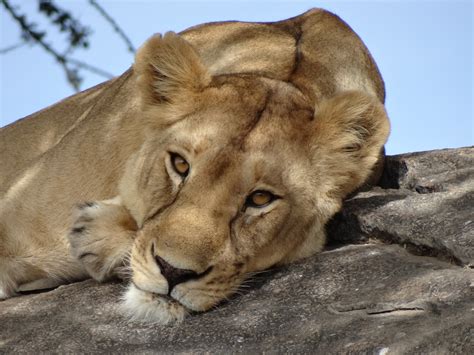 finding the lion king in the serengeti helen in wonderlust