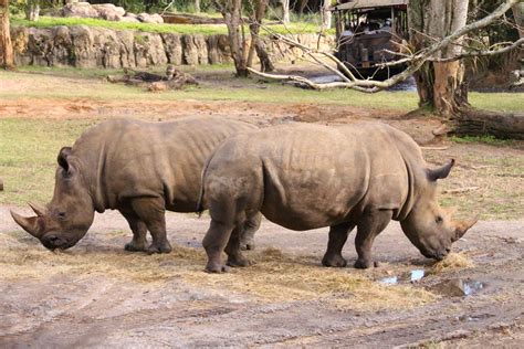 filedisney animal kingdom rhinos jpg