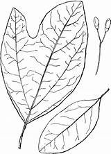 Sassafras Tree Clipart Leaves Simple Nees Genus Etc Outline Leaf Large Usf Edu Tiff Resolution sketch template