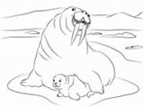 Walrus Coloring Pages Cute Baby sketch template