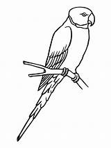 Parrot Coloring Parakeet Pages Bird Sketch Para Periquito Colorear Online Color Birds Clipart Printable sketch template