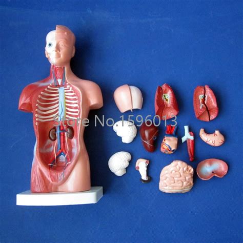 26cm Torso Model With Internal Organs 15 Parts Anatomical Torso Model