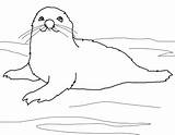 Seal Coloring Pages Sheet sketch template