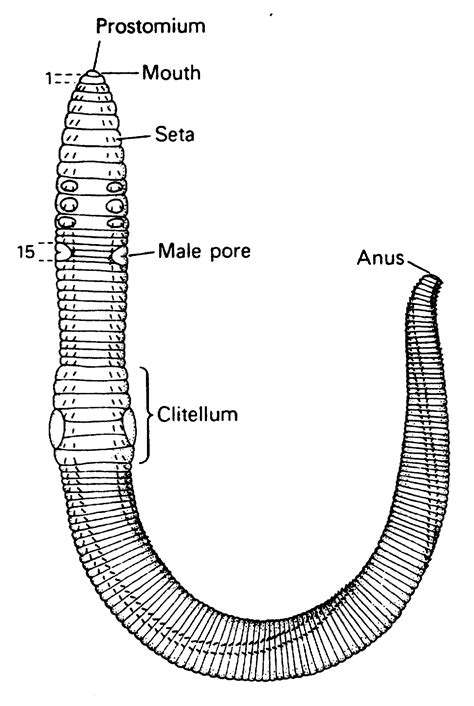 label  parts   earthworm hasma