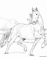 Horse Hackney Coloring Pages Horses Printable Print sketch template