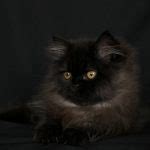 unrealistic expectations micro persians   realpre loved persian kittens  sale