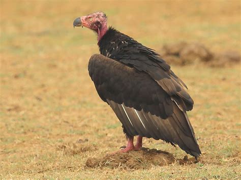 red headed vulture ebird