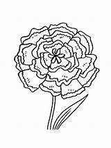 Pages Coloring Carnation Flower sketch template