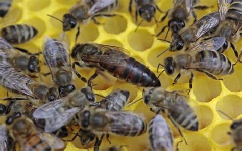 Relationship Between Worker Bees And Queen Bees Archives Beeplaza