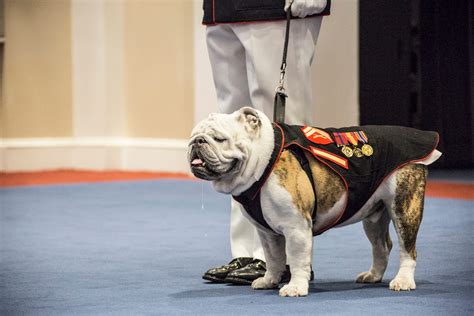 marine corps retired  chesty   corps loves english bulldogs