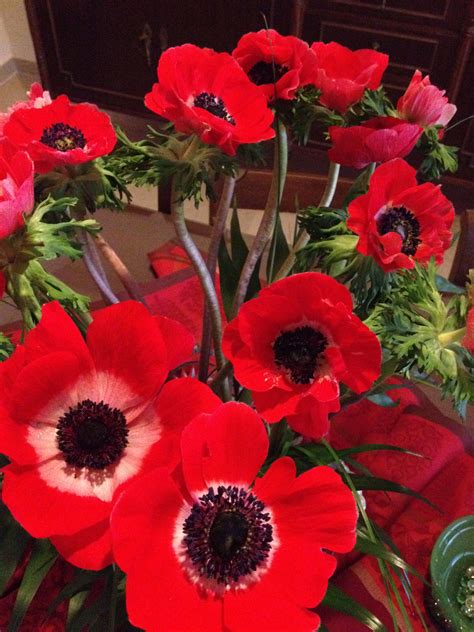 gorgeous red anemones red flowers anemone flower anenome flower