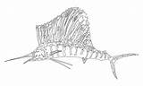 Sailfish Sketch Coloring Pages Fish Printable Adult Paintingvalley Color sketch template
