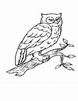 Coloring Owl Tree Pages Flying Birds Branch Birch Bird Owls Realistic Color Printable Print Getcolorings Popular sketch template