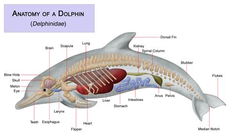 dolphin facts blog anatomy   dolphin