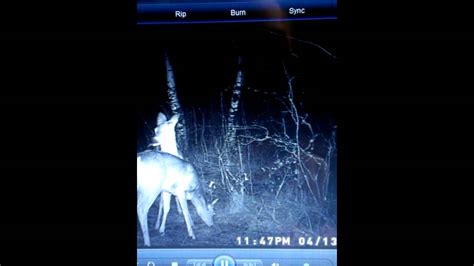 Scary Trail Cam Video Youtube