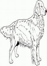 Retriever Labrador Print Albanysinsanity Retrievers Colorin Sheet sketch template