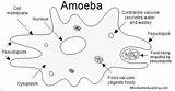 Amoeba Color Click Selected Region sketch template