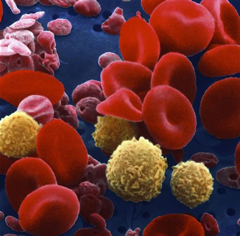blood components  blood cell production