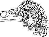 Léopard Rapide Getdrawings Coloriages Authentique Ages Leopards sketch template