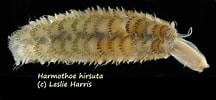 Image result for "harmothoe Aspera". Size: 216 x 100. Source: www.inaturalist.org