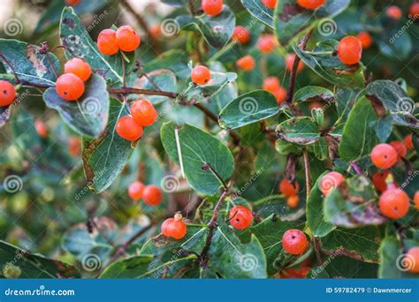 orange wild berries  ontario canada stock photo image
