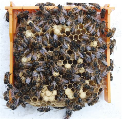 drone laying queen native queen bees