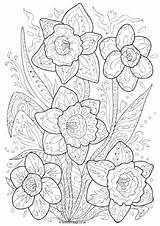 Colouring Pages Daffodil Doodle Coloring Spring Hard Kids Older Color Flower Daffodils Mindfulness Adults Sheets Activityvillage Activity Mandala Book Pattern sketch template