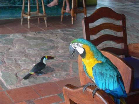parrot   toucan photo