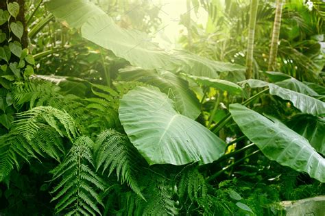 forest  tropical plants nature  leaf green  grass