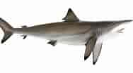 Image result for Blacktip Shark Identification. Size: 188 x 104. Source: www.graytaxidermy.com