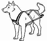 Sled Dog Harness Dogs Clipart Clip Pulling Sledding Draw Harnesses Dogsled Make Diy Drawing Cliparts Sleds Types Own Leash Homemade sketch template