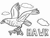 Hawk Coloring Pages Print Animal sketch template