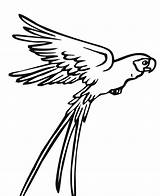 Parrot Flying Drawing Bird Coloring Pages Clipart Animal Drawings Parrots Jungle Owl Template Panda Wings Birds Simple Vbs Kids Colouring sketch template