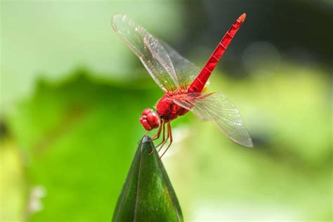 red dragonfly earth buddies