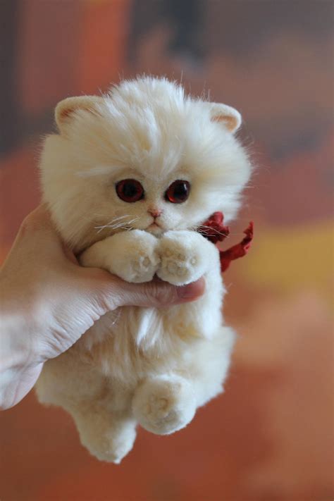 albino kitten  irentoys  deviantart