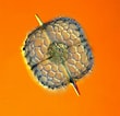 Afbeeldingsresultaten voor "acanthosphaera Pinchuda". Grootte: 110 x 106. Bron: www.pinterest.de