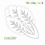 Cicoria Chicory Disegno Verdure Colorare Coloritura Progettazione sketch template