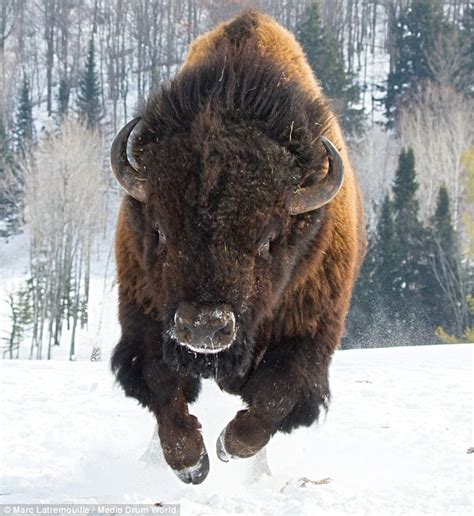 bison charged photographer  yeah kathleen oneal gear   michael gear author blog