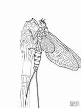 Mayfly Coloringbay Insects sketch template