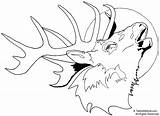 Elk Coloring Pages Head Drawing Deer Printable Print Moose Bull Line Easy Buck Clipart Drawings Clip Template Adult Draw Tailed sketch template