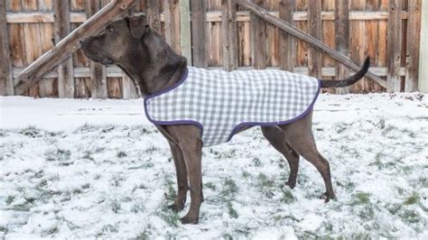 cutest paid  printable dog clothes patterns