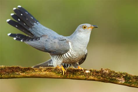 cunning cuckoo   relatives  animals
